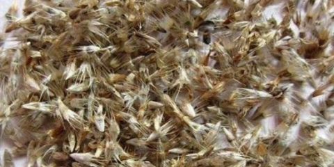 Chryzantémy: jak vypadají semena při výsevu pro sazenice, setí, foto